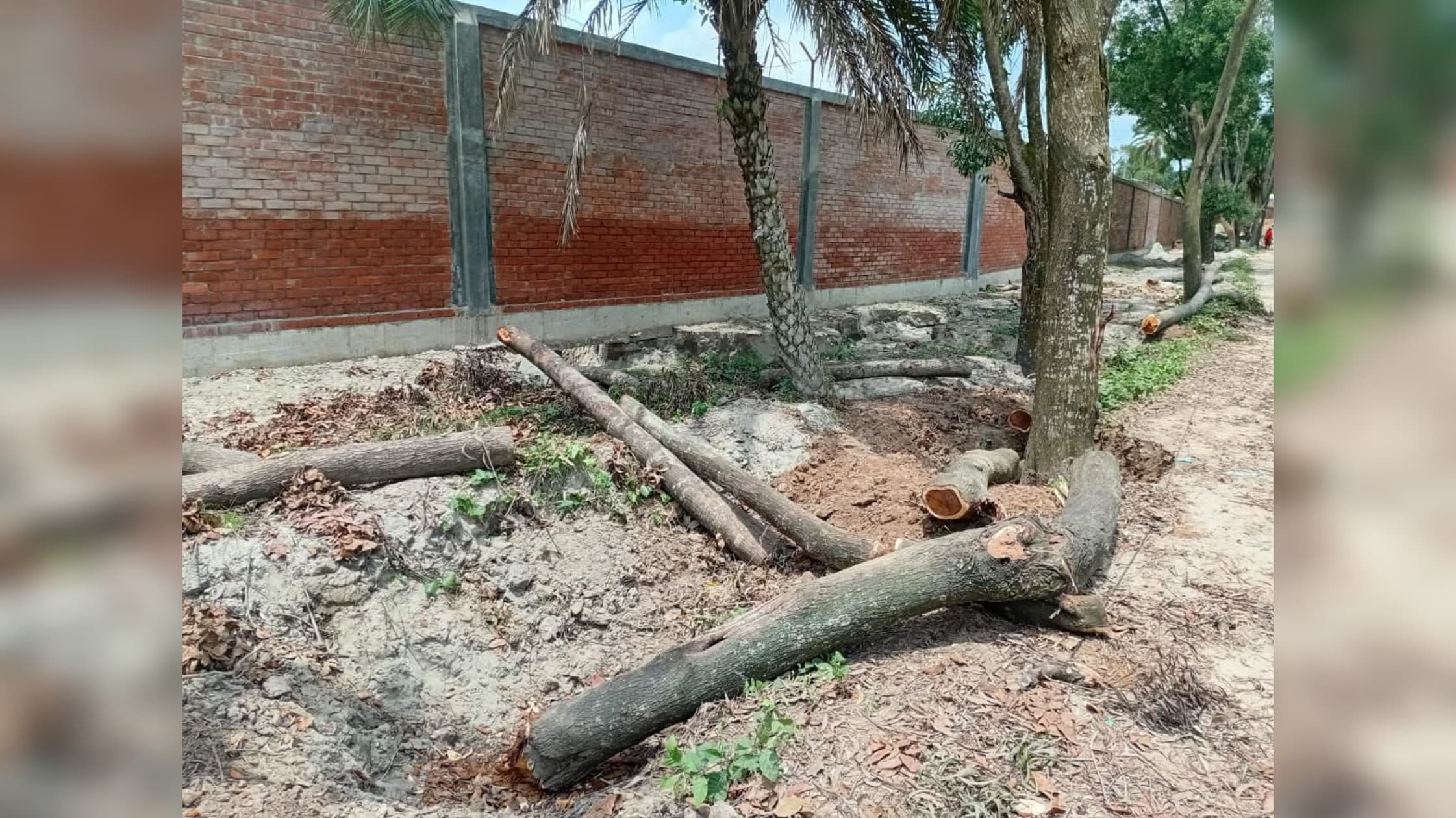 ভালুকায় রাতের আঁধারে সরকারী রাস্তার পাশের গাছ কেটে নেয়ার অভিযোগ