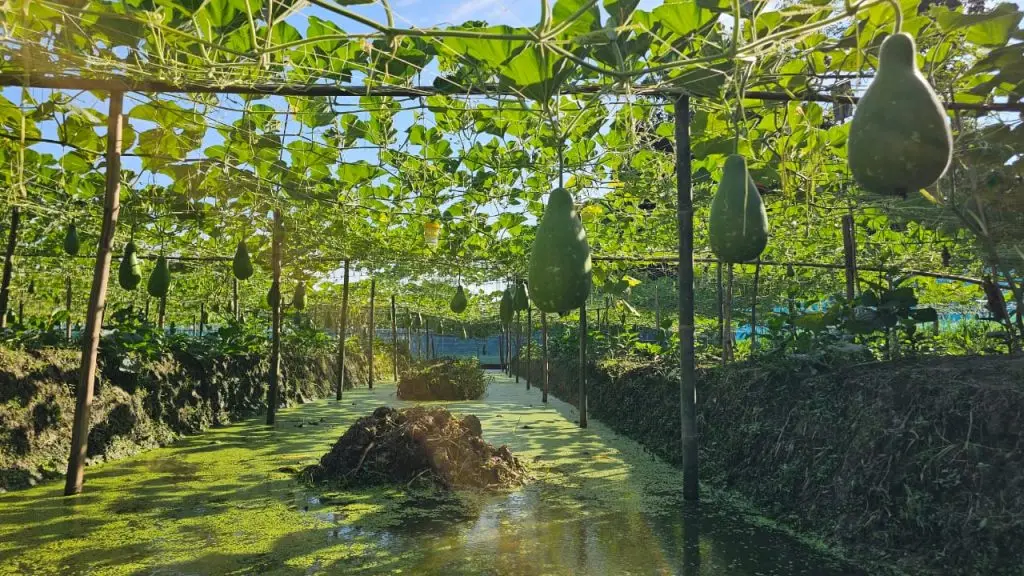 চরলক্ষীপুরে জৈব লাউ চাষে সফল আব্দুর রহমান