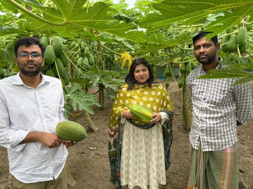 পেঁপে চাষে শাহীন মিয়ার সাফল্য: জৈব কৃষির উজ্জ্বল দৃষ্টান্ত